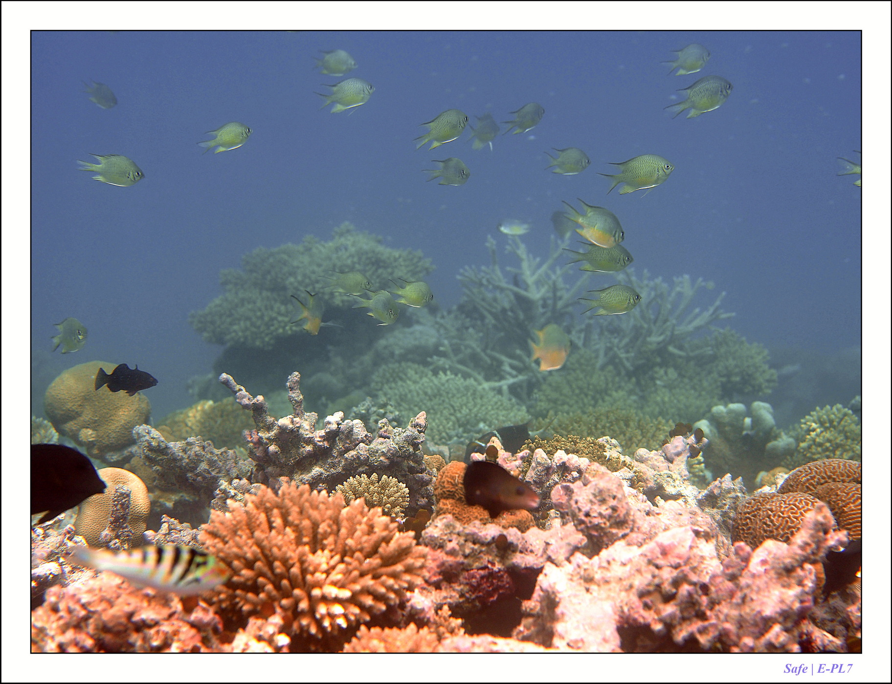 2022 - 07 - snorkeling Maldives - 016